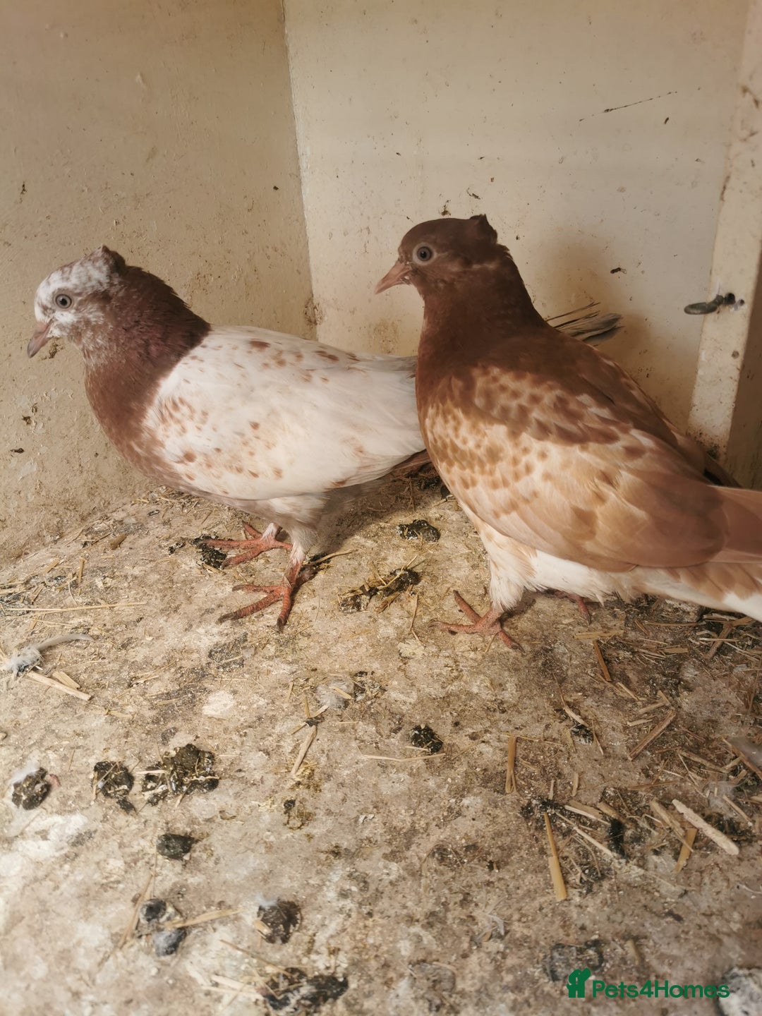 Pigeons birds for sale: Pigeon for sale all good quality and healthy  - Image 4