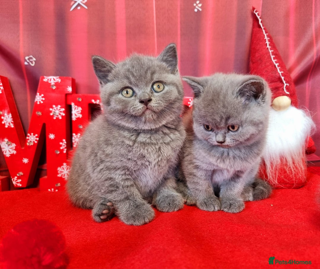 British Shorthair cats for sale: Amazing British Shorhair kittens for sale!!! - Advert 5