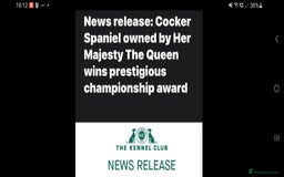 Cockapoo dogs for sale: KC CH LINE LIVER COCKER SPANIEL BITCHES - Advert 10