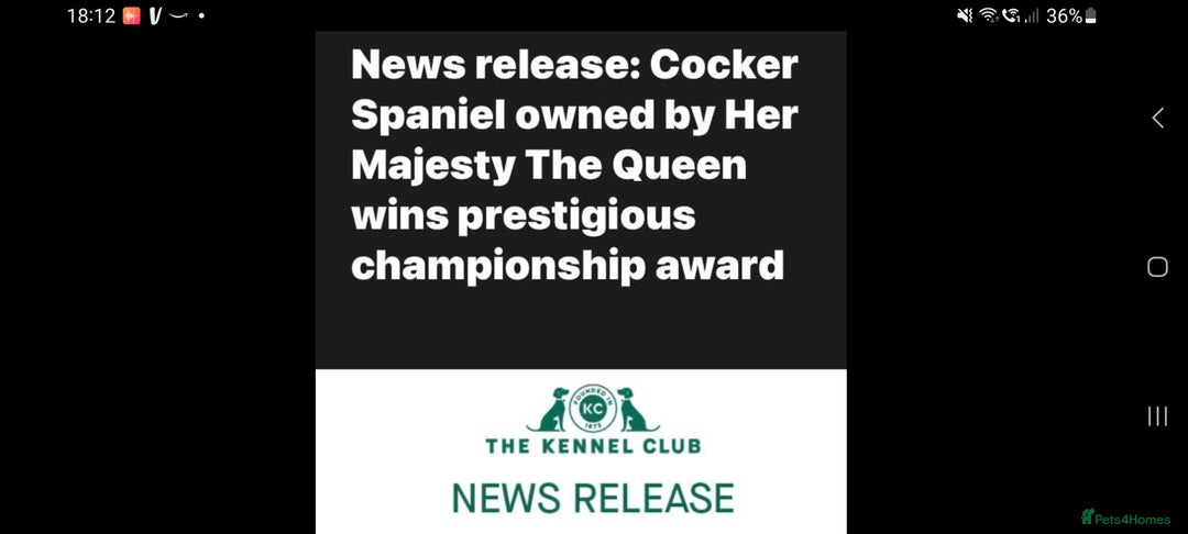 Cockapoo dogs for sale: KC CH LINE LIVER COCKER SPANIEL BITCHES - Advert 10