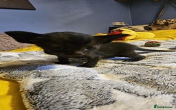 Oriental cats for sale:  GCCF Oriental Kittens For Sale - Image 32