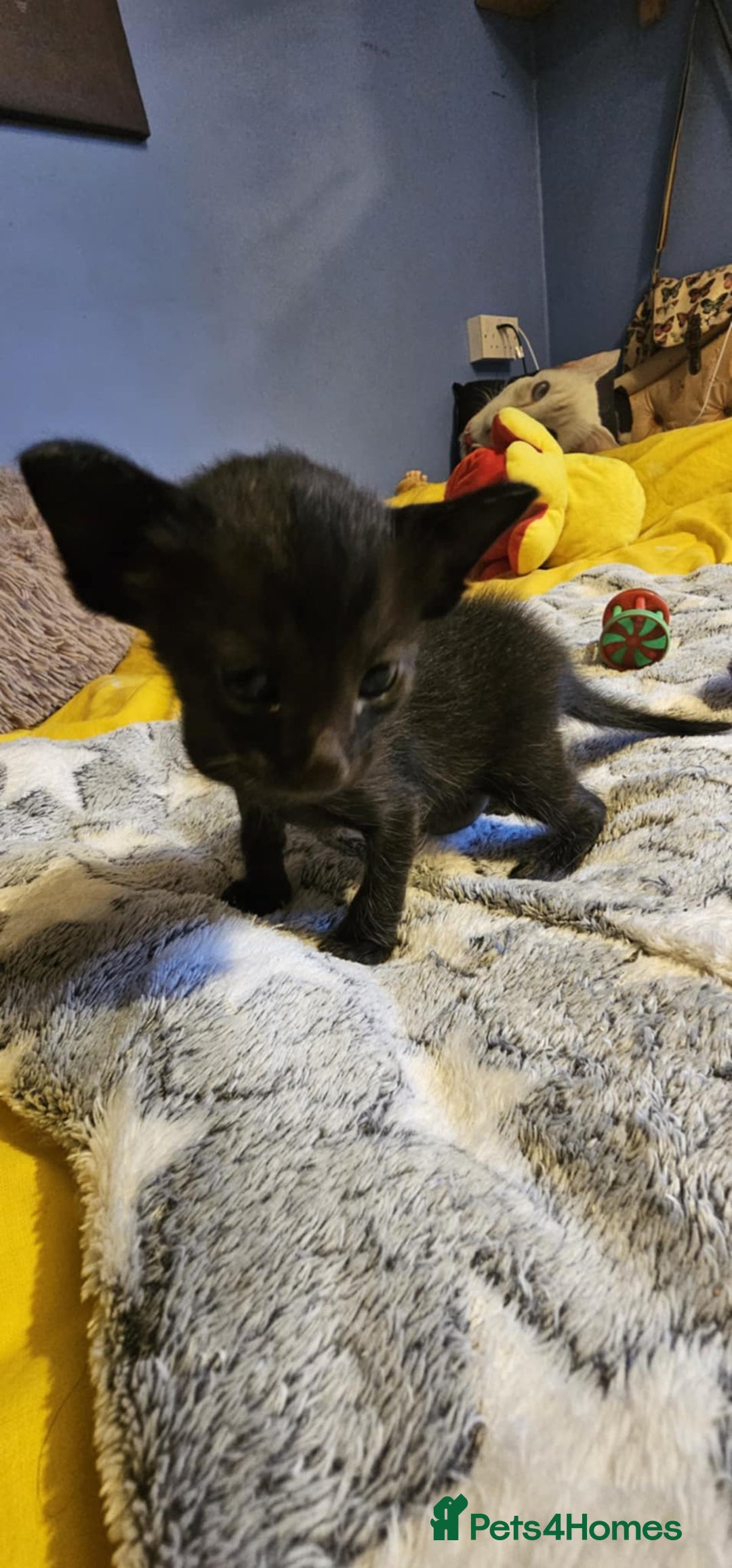 Oriental cats for sale:  GCCF Oriental Kittens For Sale - Image 32
