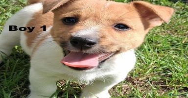 Jack Russell dogs - Advert 7