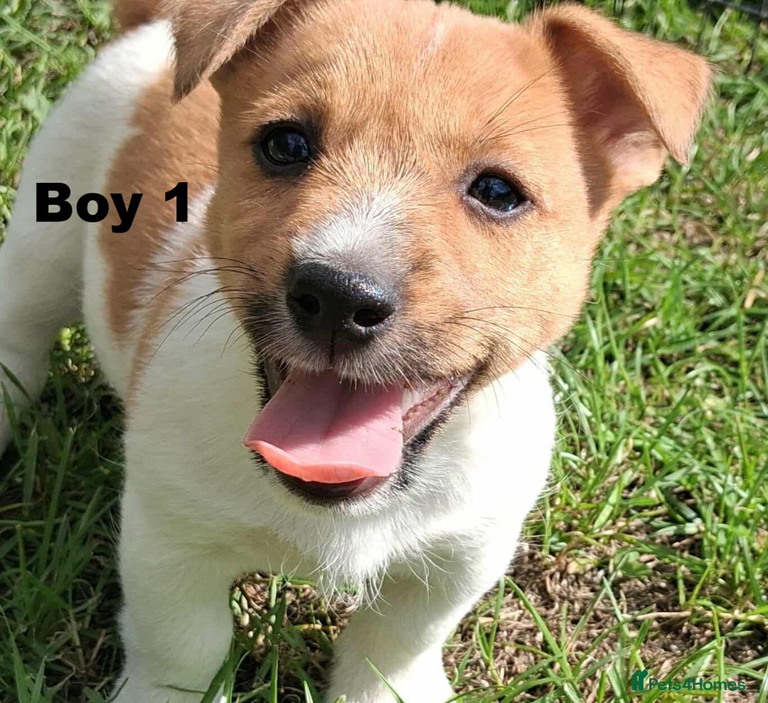 Jack Russell dogs for sale: Pure Jack Russell puppies - Image 2