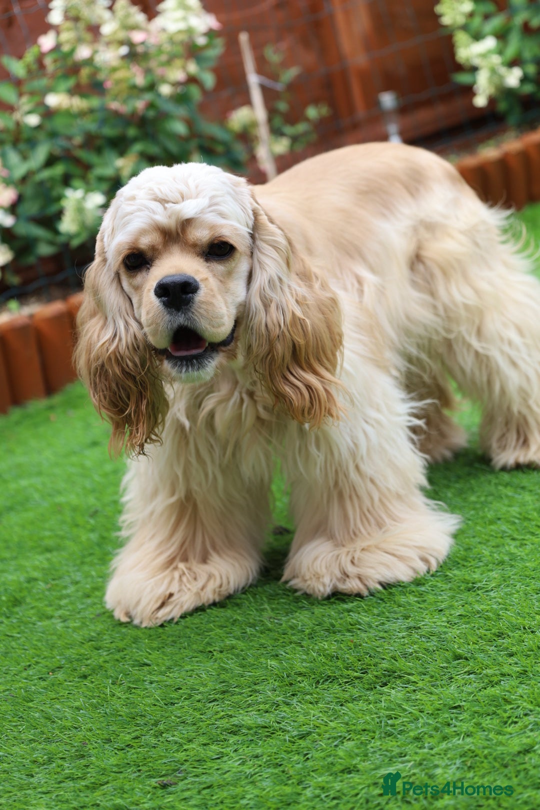 American Cocker Spaniel dogs for sale: URGENTLY looking for a home - Image 2