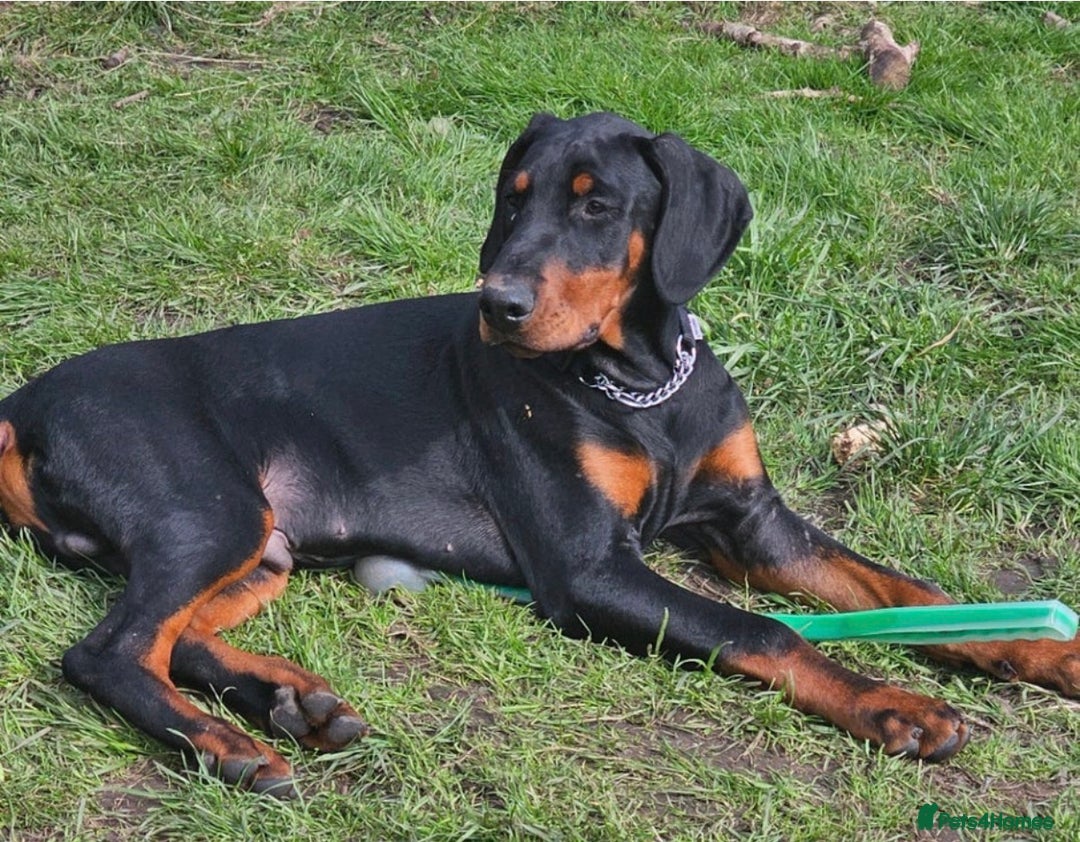 Dobermann dogs for sale: Male Doberman for Sale - Advert 1