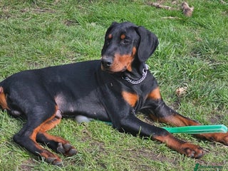 Dobermann dogs Male Doberman for Sale - Advert 1