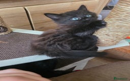Mixed Breed cats for sale: Little boy looking for a loving home - Image 5