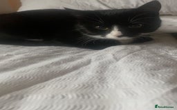 British Shorthair cats for sale: Female Kitten 7 Months old. - Image 2