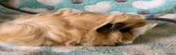 Guinea Pig rodents for sale: Four beautiful Peruvian boars (boys)  - Advert 4