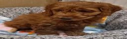 Cavapoo dogs for sale: 1 Gorgeous Cavapoo puppy remaining F1 - Advert 8