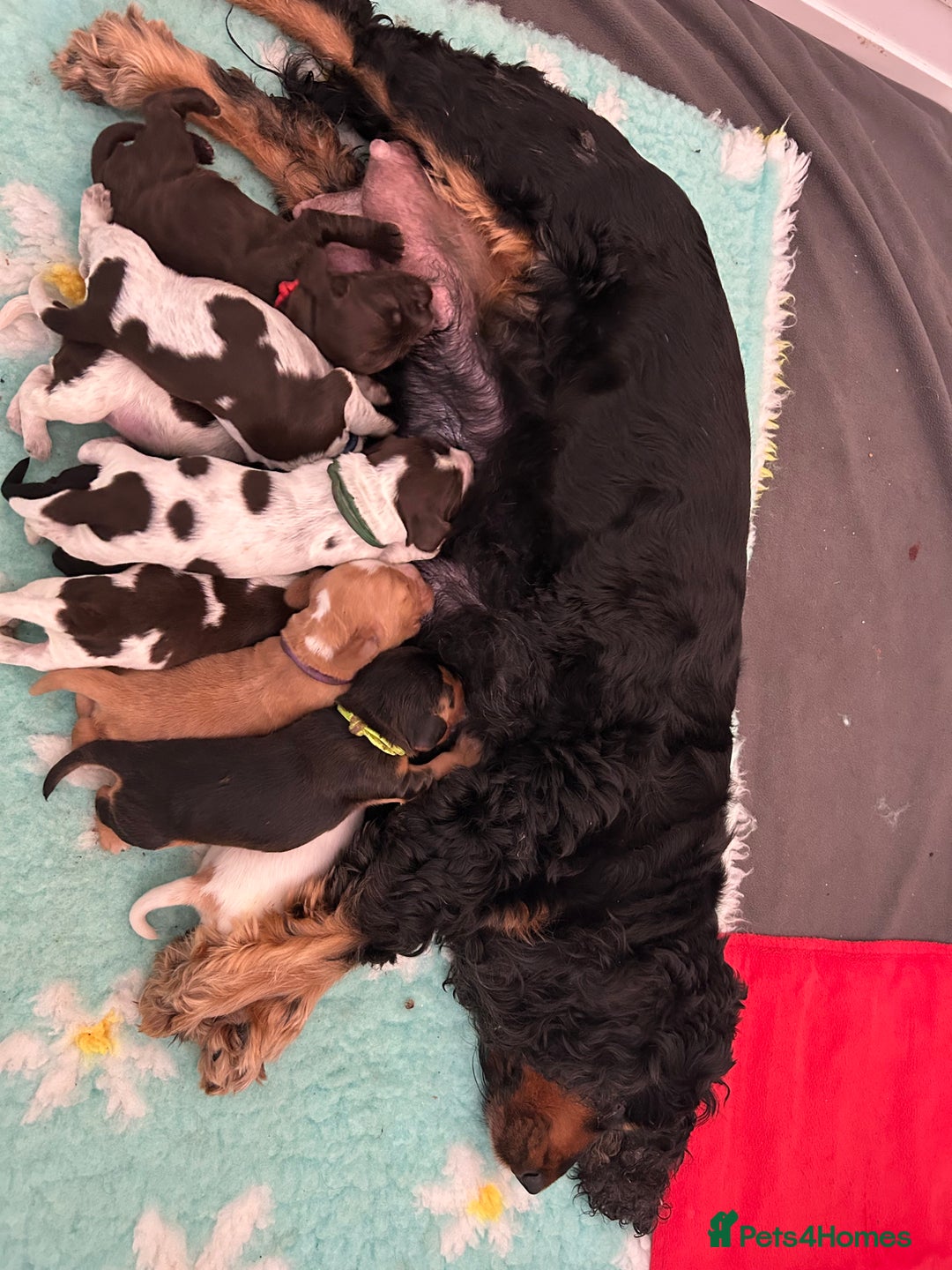 Cocker Spaniel dogs for sale: Show cocker spaniel  - Image 7