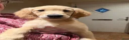 Golden Retriever dogs for sale: KC Registered Golden Retriever Puppies - Advert 27