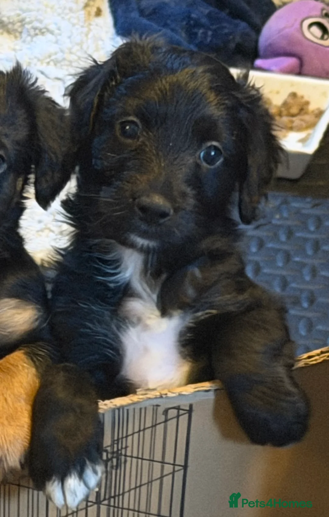 Mixed Breed dogs for sale: Beautiful Cockapoo/Border Collie mix - Advert 1