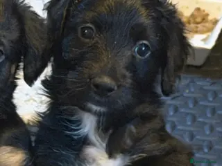 Mixed Breed dogs Beautiful Cockapoo/Border Collie mix - Advert 1