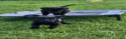 Labrador Retriever dogs for sale: Ready this Sunday 30/8- last black boy - Advert 1