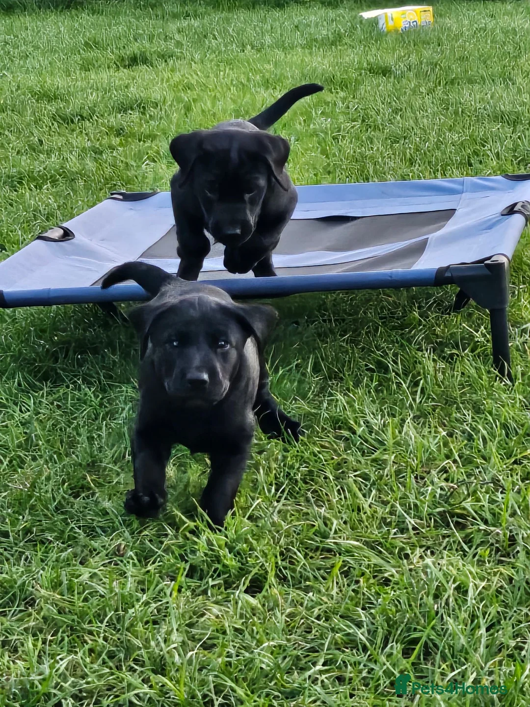 Labrador Retriever dogs for sale: Ready this Sunday 30/8- last black boy - Advert 1