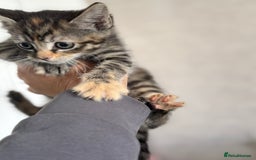 Mixed Breed cats for sale: 3 tabbie kittens looking for their forever homes - Image 9