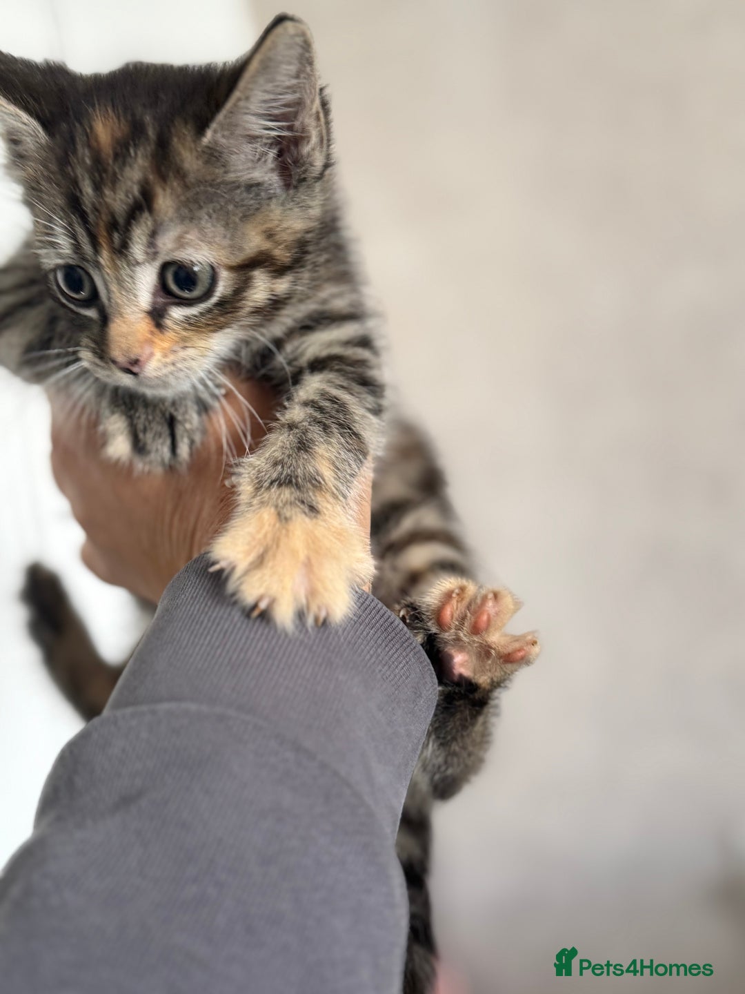 Mixed Breed cats for sale: 3 tabbie kittens looking for their forever homes - Image 9