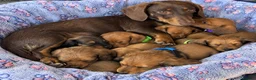 Dachshund dogs for sale: Dutch hound Puppys for sale - Advert 2