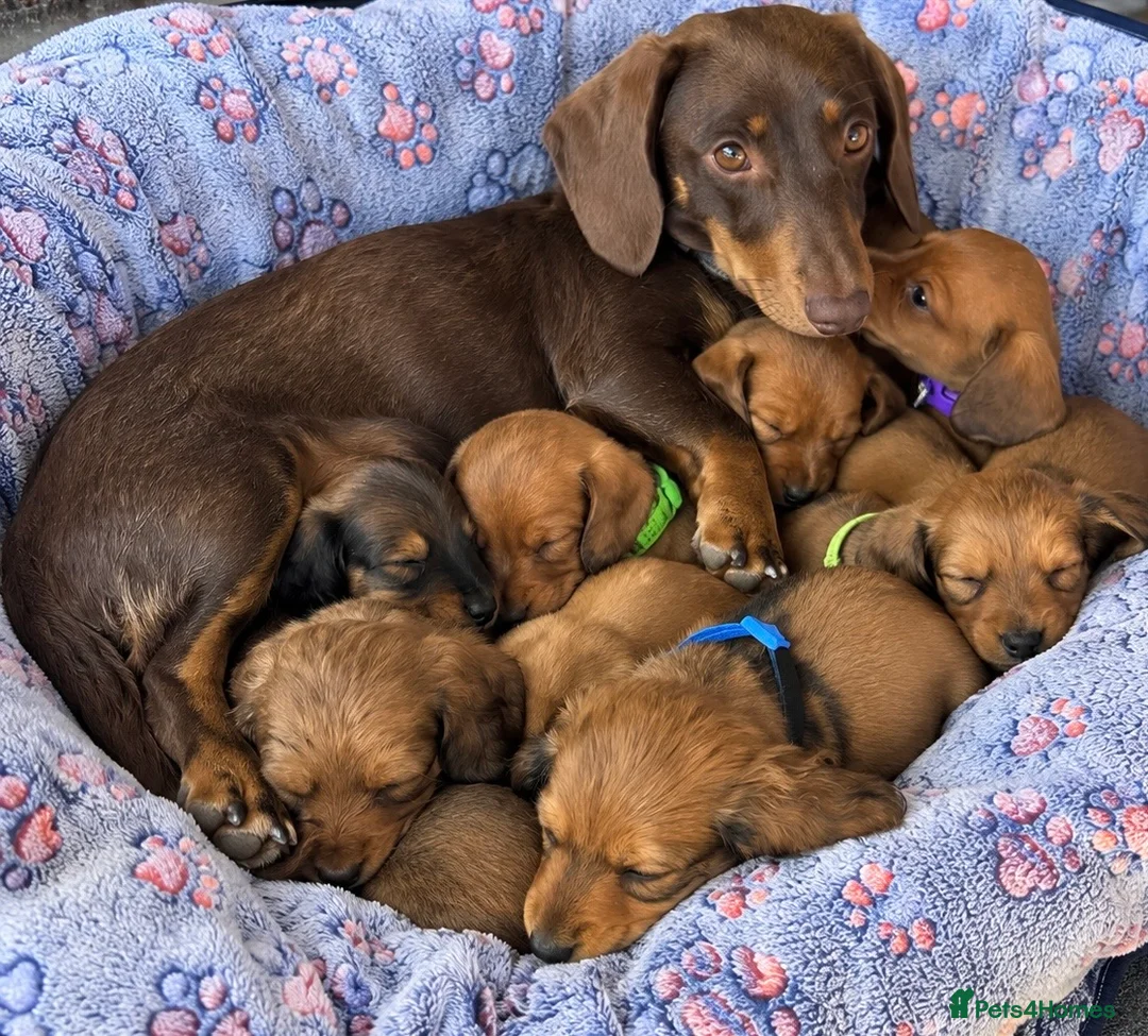 Dachshund dogs for sale: Dutch hound Puppys for sale - Advert 2