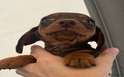 Dachshund dogs for sale: Dachshund puppies  - Image 11