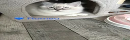 Ragdoll cats for sale: GCCF Registered - 1 Blue Tabby boy remaining - Advert 17