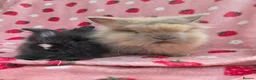 Lionhead rabbits for sale: Fluffy Teddy lion head x Angora ☆8weeks ready now - Advert 3