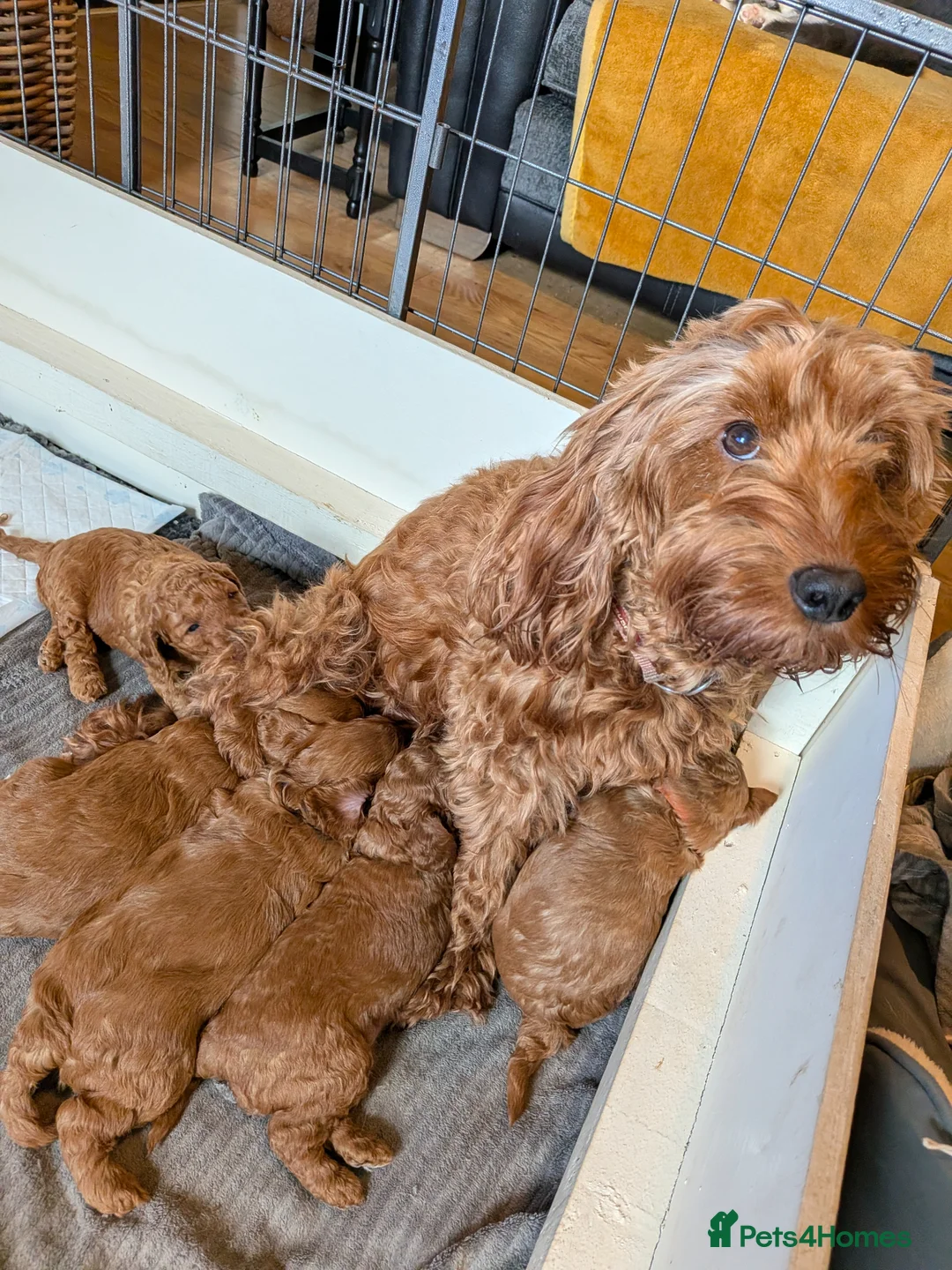 Cockapoo dogs for sale: Adorable F1b Red Cockapoos  - Advert 1