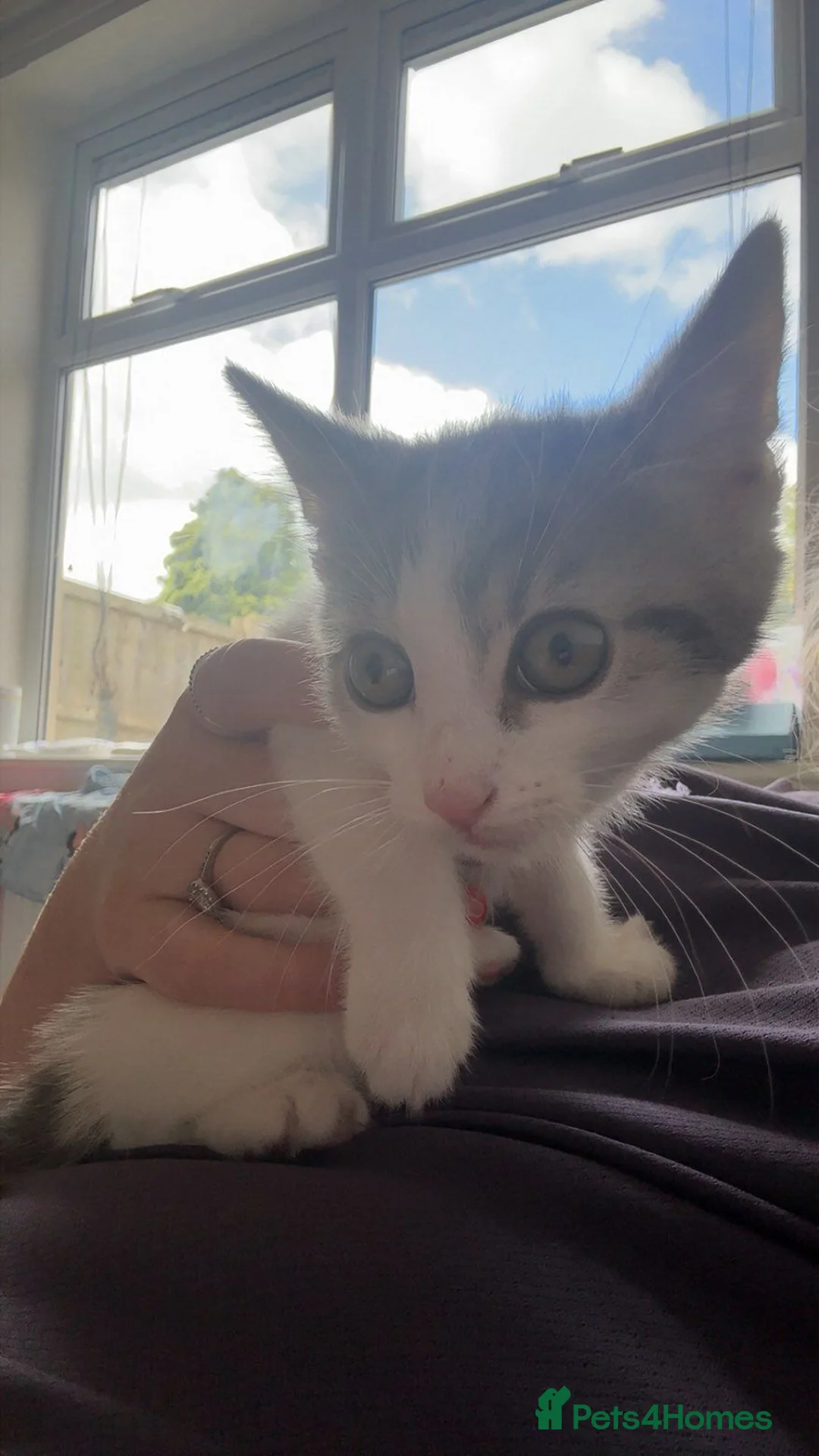 Mixed Breed cats for sale: 4 kittens in Accrington - Advert 2