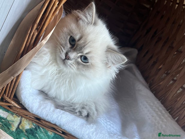 Ragdoll cats - Advert 2