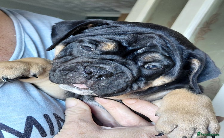 Old Tyme Bulldog dogs - Advert 1
