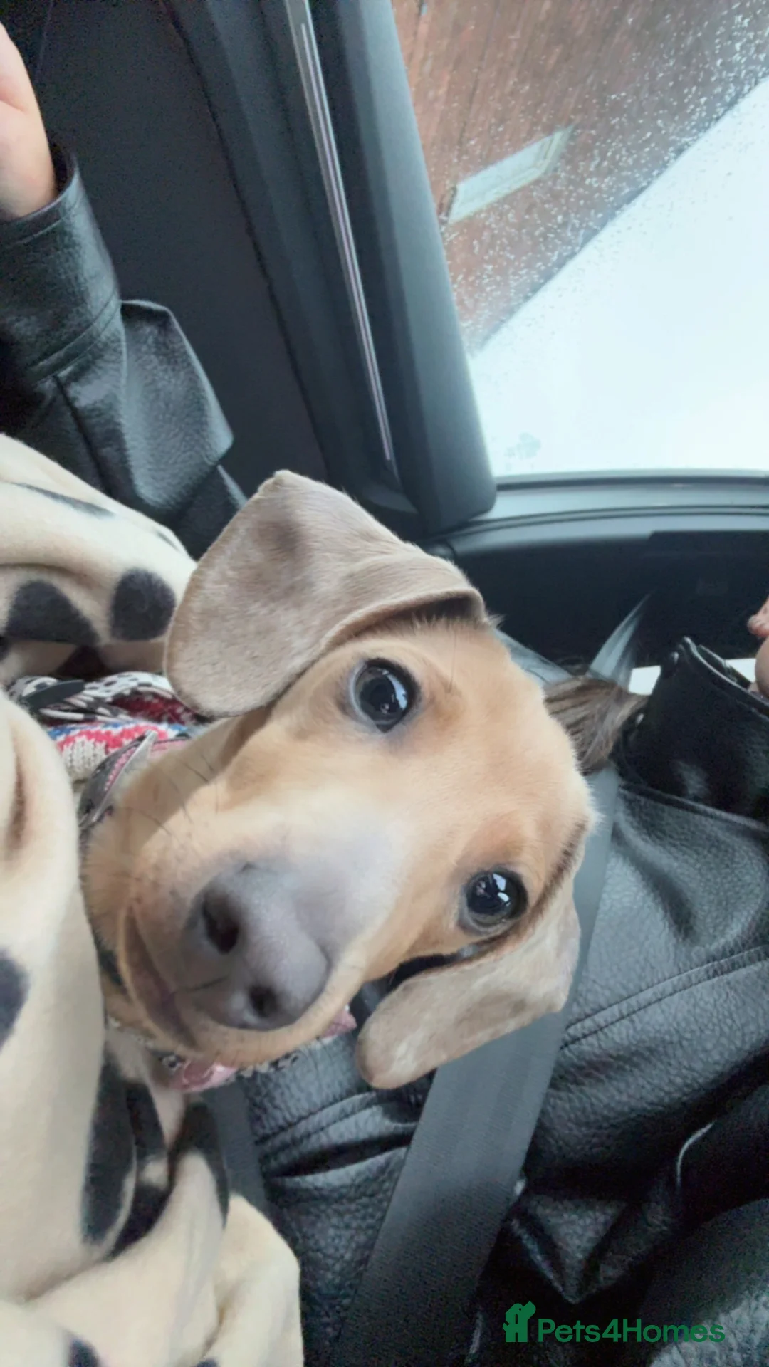 Dachshund dogs for sale: Dapple dachshund puppy 6months in Lincoln - Advert 3