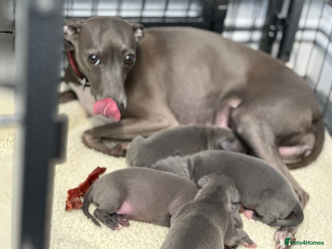 Italian Greyhound dogs for sale: Beautiful Miss Bella’s  - Image 4