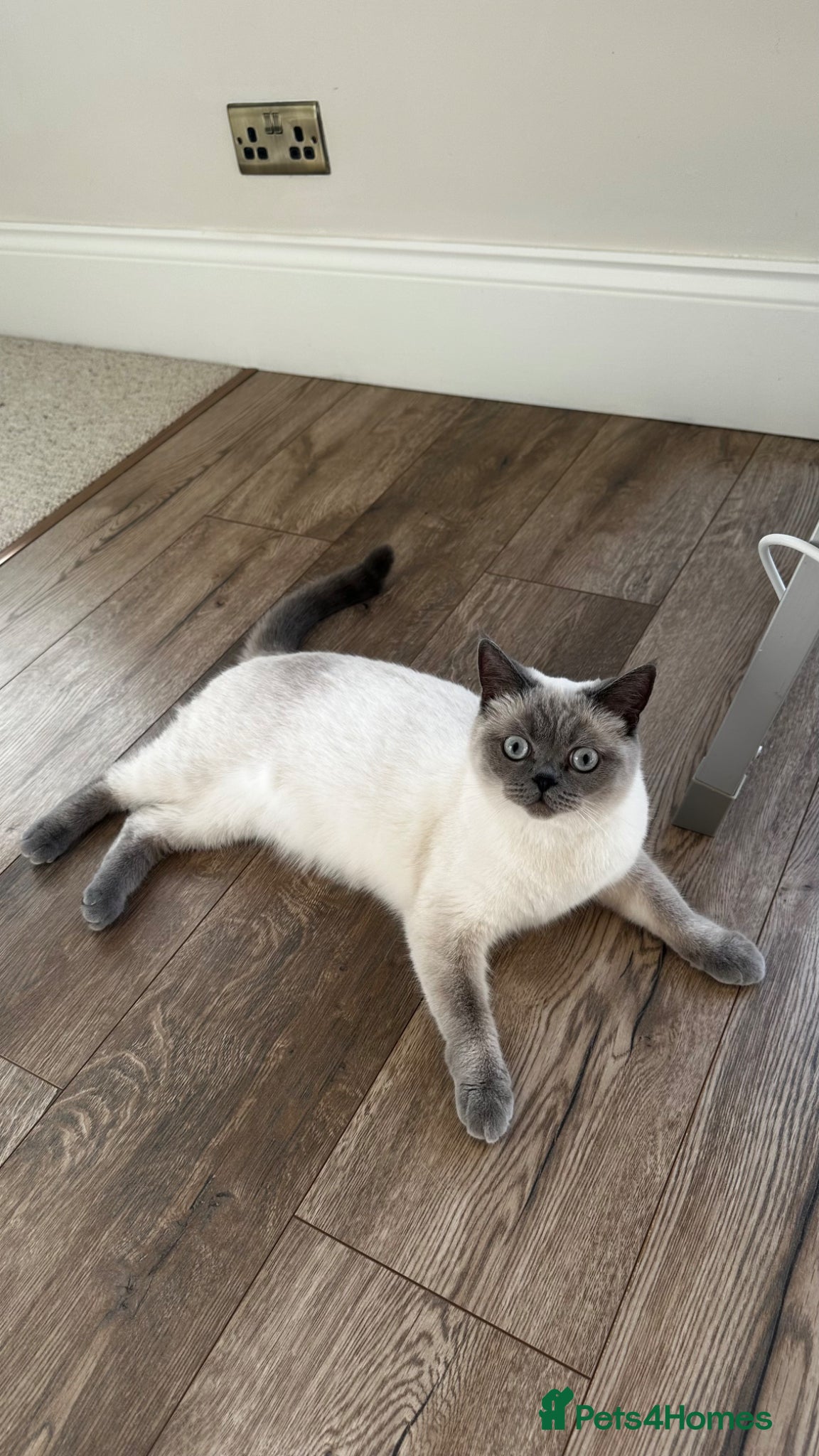 Scottish Fold cats Rehoming our lovely cat  - Advert 1