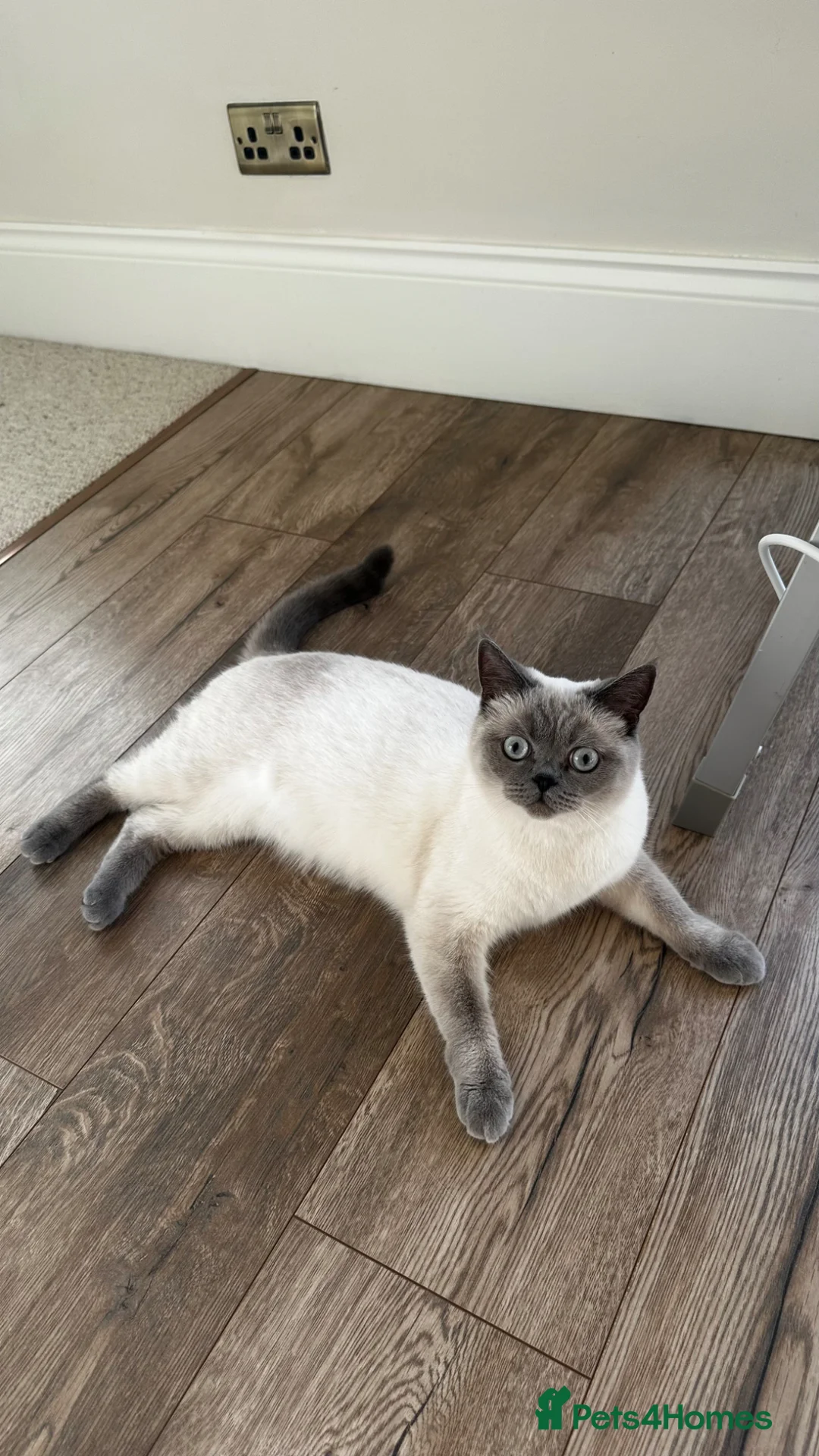 Scottish Fold cats for sale: Rehoming our lovely cat  in Romsey - Advert 1