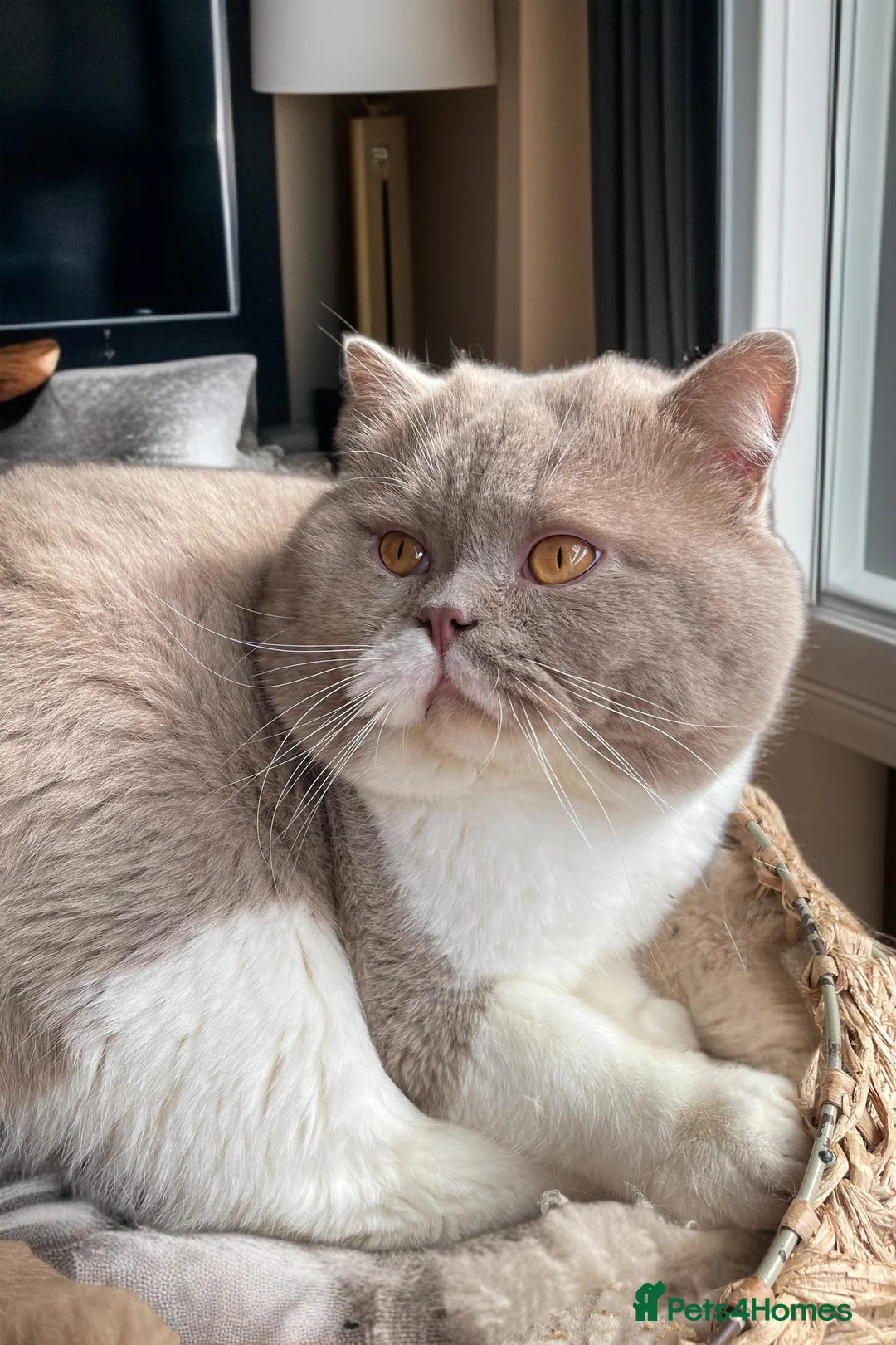 British Shorthair cats for stud: Cinnamon PROVEN Polish import / gccf champion  - Advert 2