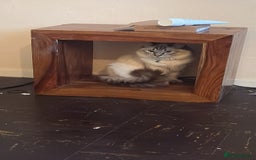 Ragdoll cats for sale: Male Ragdoll - Image 6