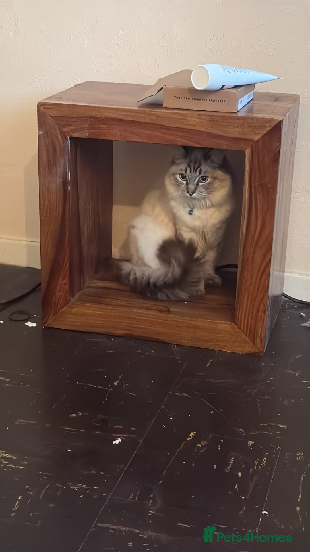 Ragdoll cats for sale: Male Ragdoll - Image 6