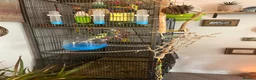Budgerigars birds for sale: Two male budgies with cage food and all accessorie - Advert 4