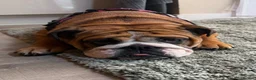 English Bulldog dogs for sale: Beautiful kc reg 13month old female  - Advert 4