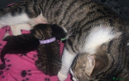 Mixed Breed cats for sale: beautiful kittens  - Image 6