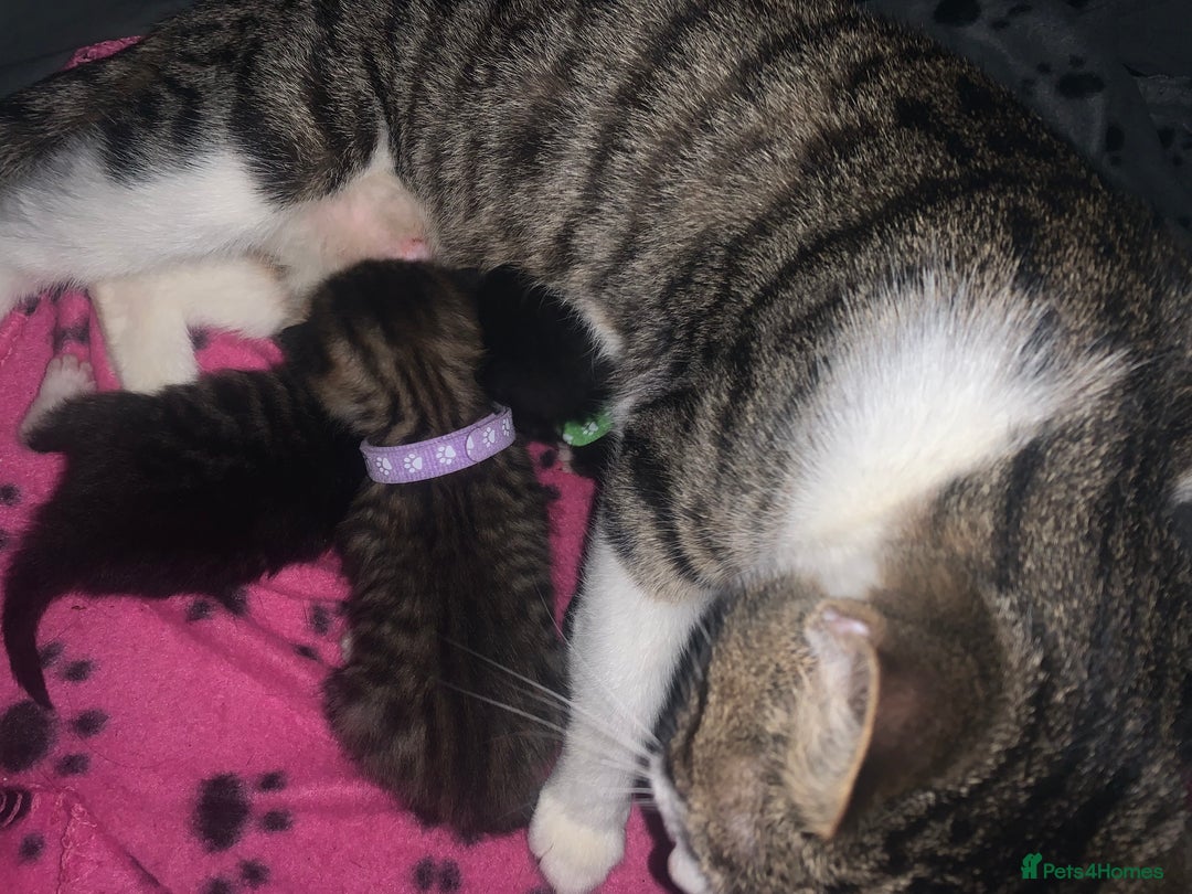 Mixed Breed cats for sale: beautiful kittens  - Image 6