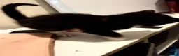 Mixed Breed cats for sale: Beautiful ginger black and white kitten  - Advert 2
