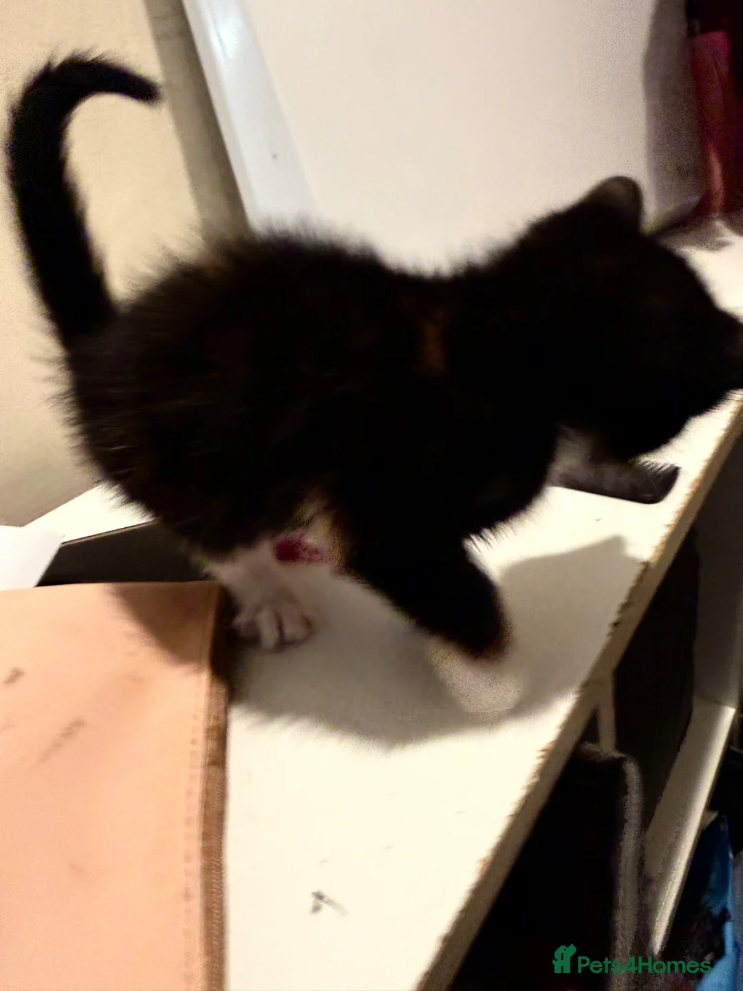 Mixed Breed cats for sale: Beautiful ginger black and white kitten  - Advert 2
