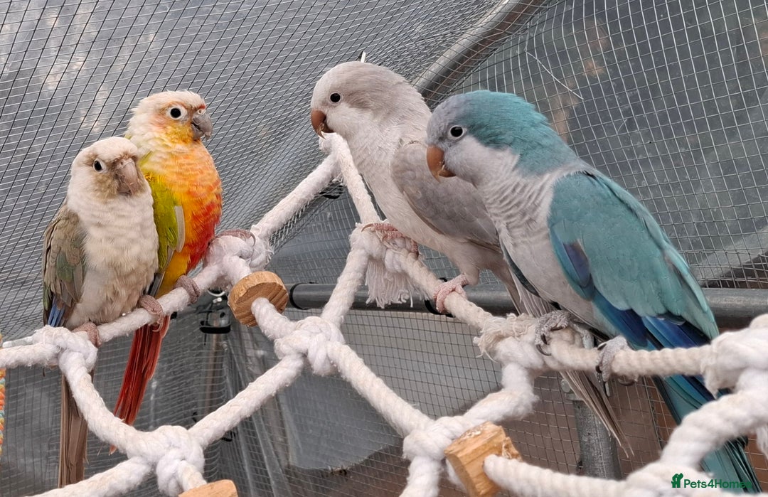 Budgerigars birds for sale: Take in / RESCUE any unwanted Birds/parrots - Image 6