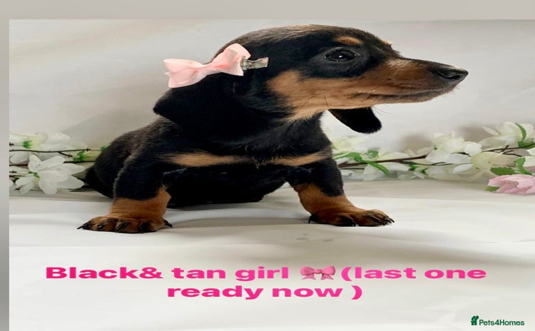 Miniature Dachshund dogs - Advert 3