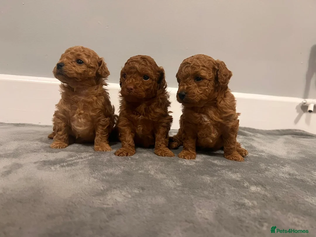 Mixed Breed dogs for sale: 🐩Asian Line Poodles-Fox Red, Apricot 🐩  - Advert 4