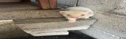 Ferret rodents for sale: Albino Ferrets in Chesterfield - Advert 3