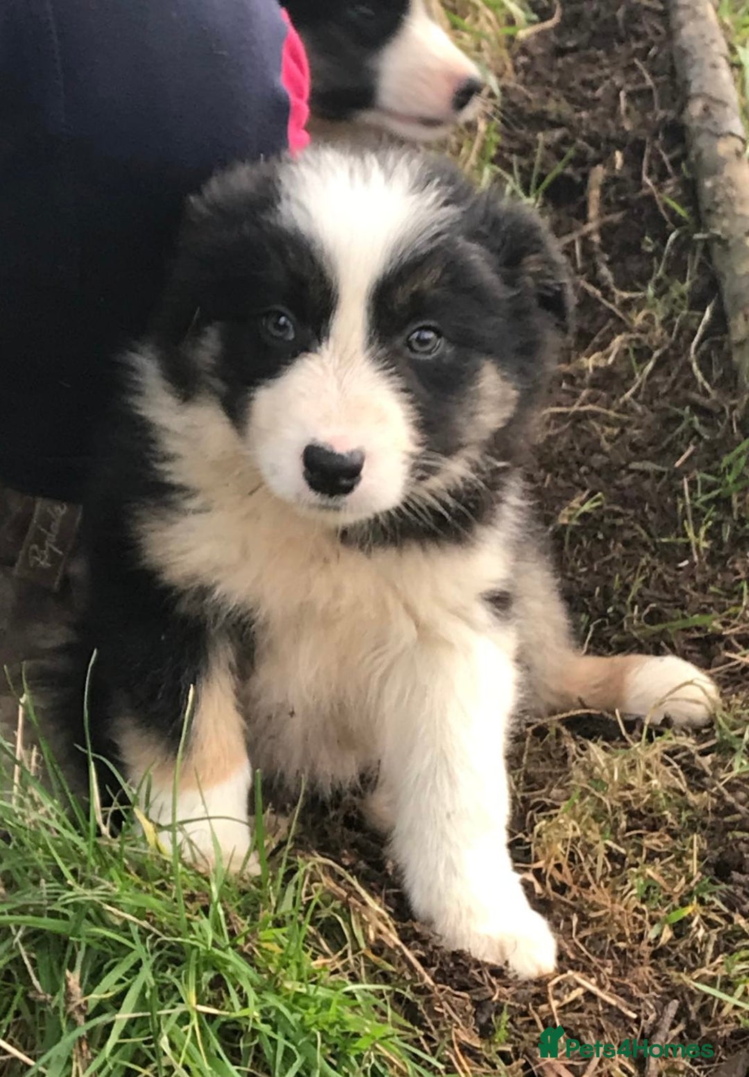 Border Collie dogs for sale: Collie puppies from working farm - Advert 10
